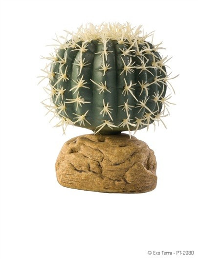Cactus Barril EXOTERRA