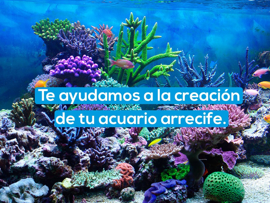 Te ayudamos a la creación de tu acuario arrecife.