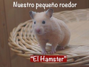 Nuestro pequeño roedor "El Hámster"