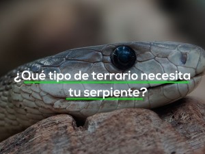 ¿Qué tipo de terrario necesita tu serpiente?
