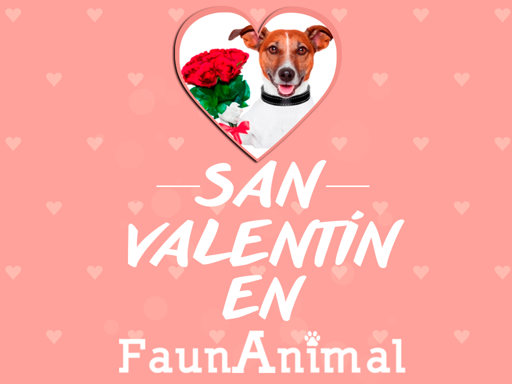 ¡El amor SÍ EXISTE en FaunAnimal!
