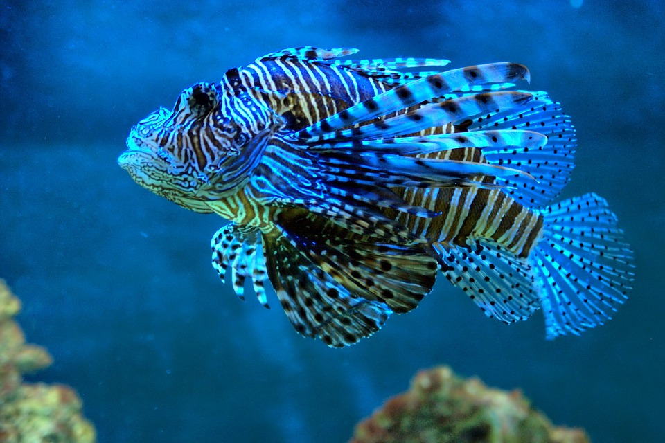 Un espectacular pez 
