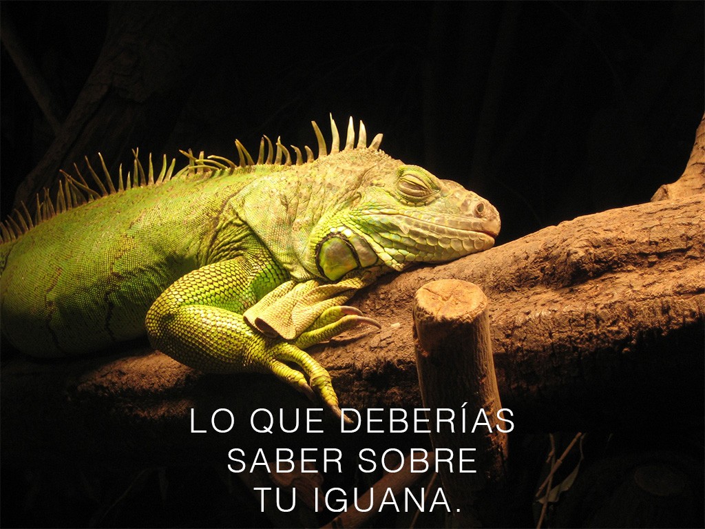 Lo que deberías saber sobre tu iguana
