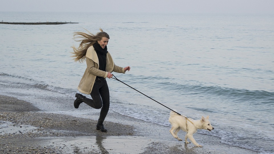Un perro pasea feliz por la playa 