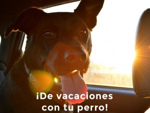 Viajar con perros: ¡Llévate a tu mascota contigo!