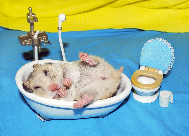 Un hamster preparado para el baño