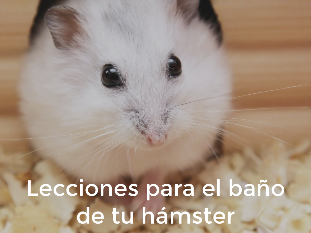 Hamster: ¿Es necesario lavarlo?