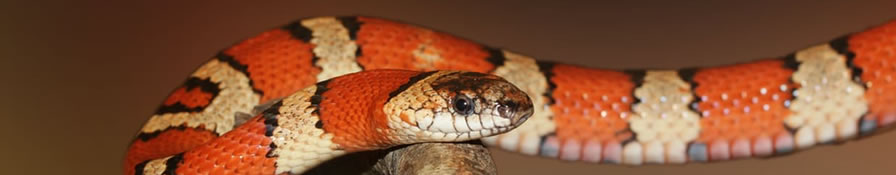 Tener una serpiente como mascota solo es recomendable para expertos amantes de los reptiles