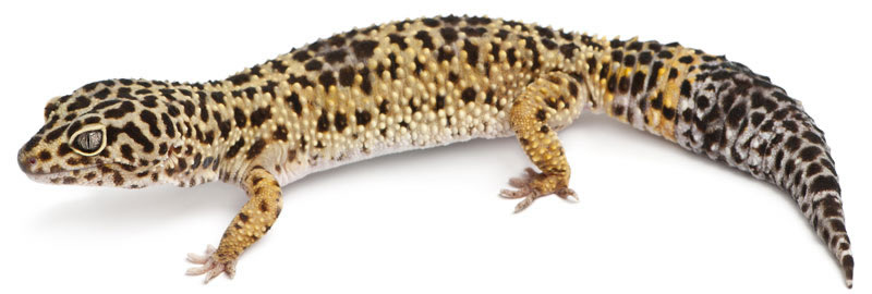 Características del gecko leopardo