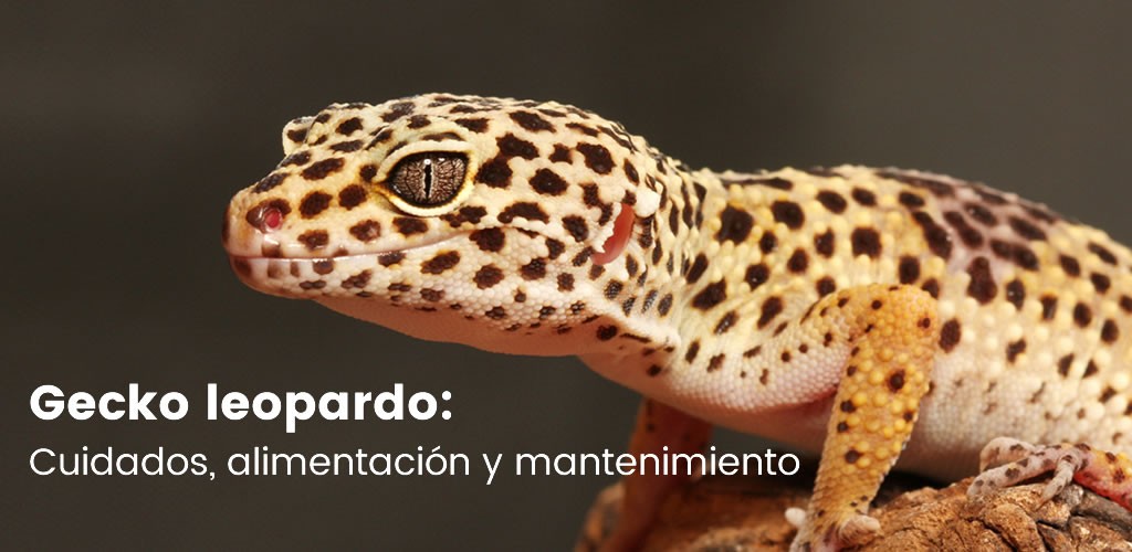 Gecko leopardo: Cuidados, alimentación y mantenimiento